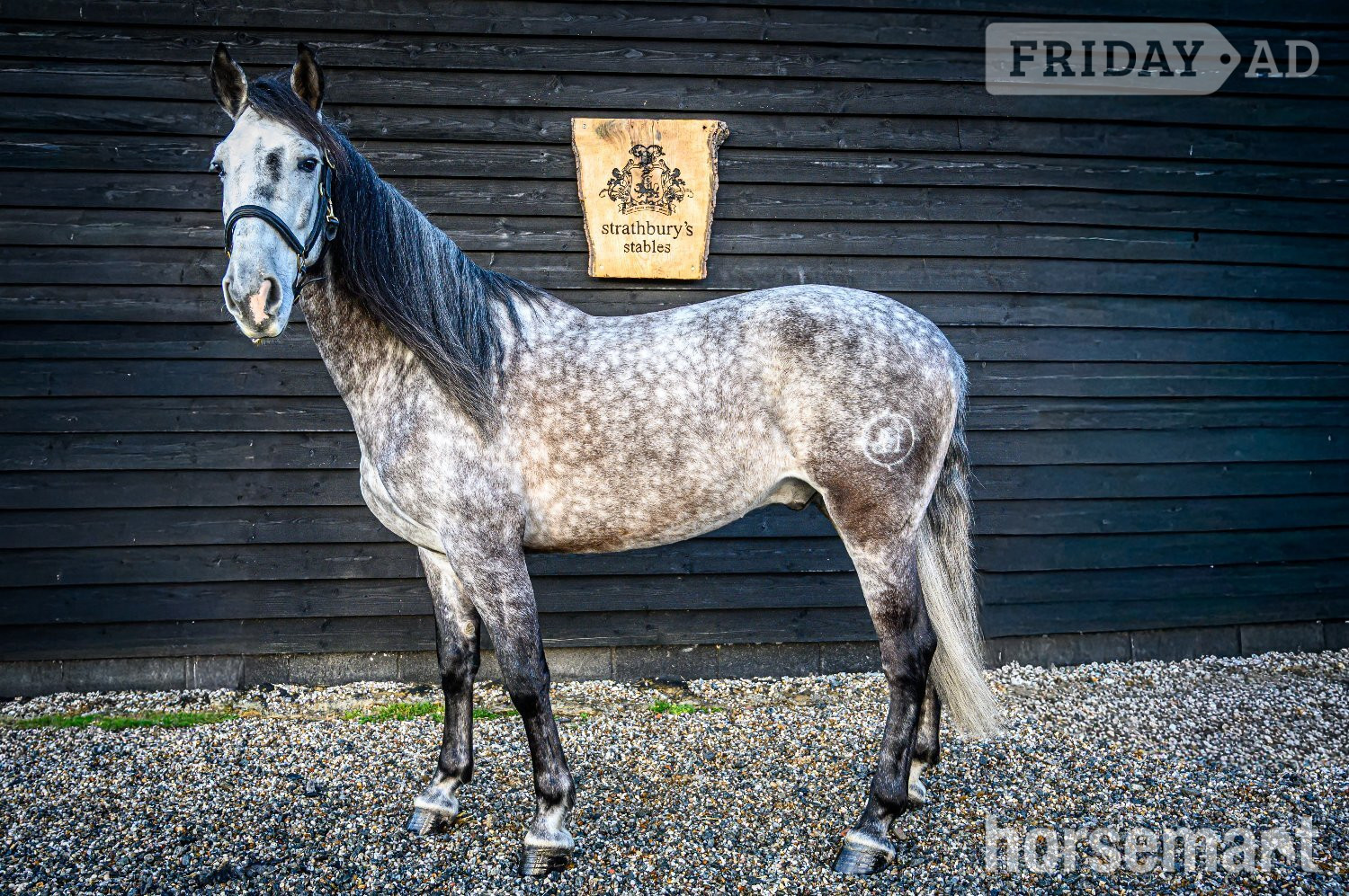 "MONACO DE AIMARAN" Dapple Grey Gelding Dressage Horse - Horses in Althorne