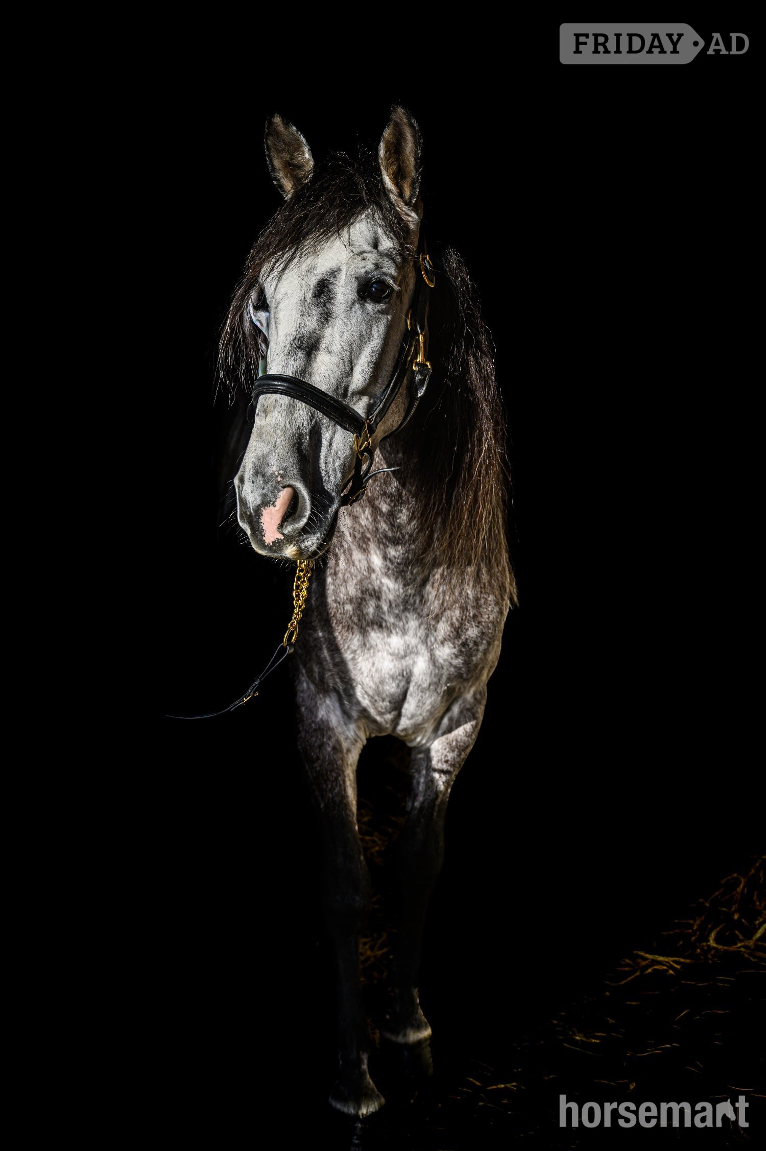 "MONACO DE AIMARAN" Dapple Grey Gelding Dressage Horse - Horses