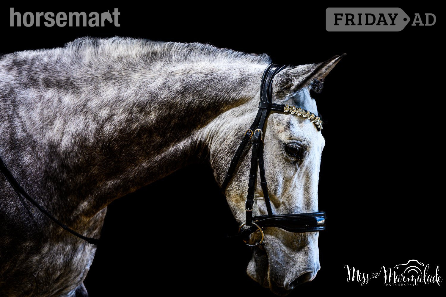 "MONACO DE AIMARAN" Dapple Grey Gelding Dressage Horse