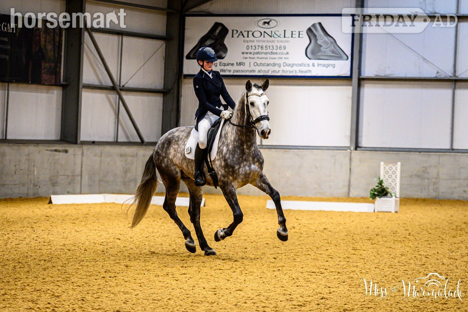 Althorne "MONACO DE AIMARAN" Dapple Grey Gelding Dressage Horse