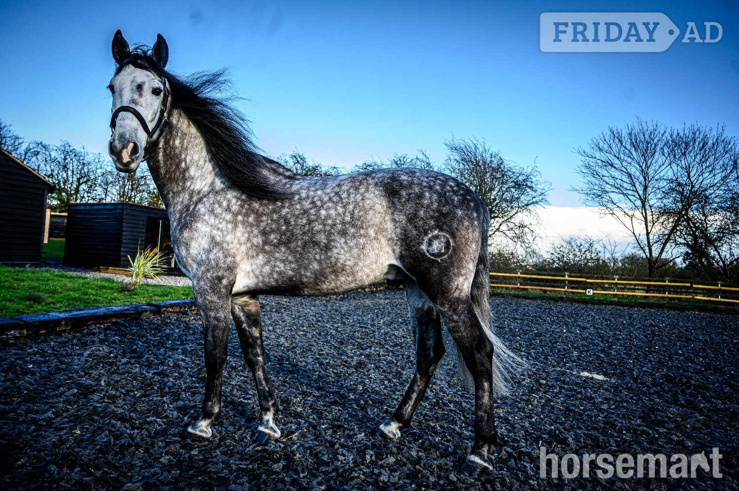 "MONACO DE AIMARAN" Dapple Grey Gelding Dressage Horse in Althorne