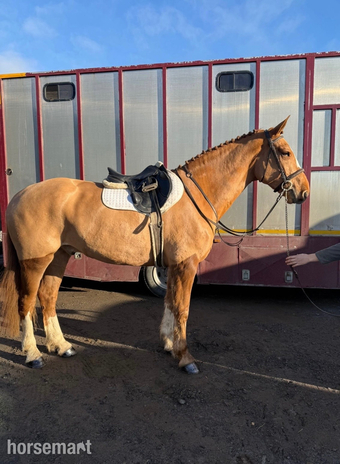 "Oscar" Chestnut Gelding All Rounder