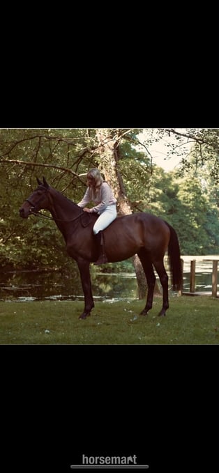 "Mystic" Bay Gelding All Rounder