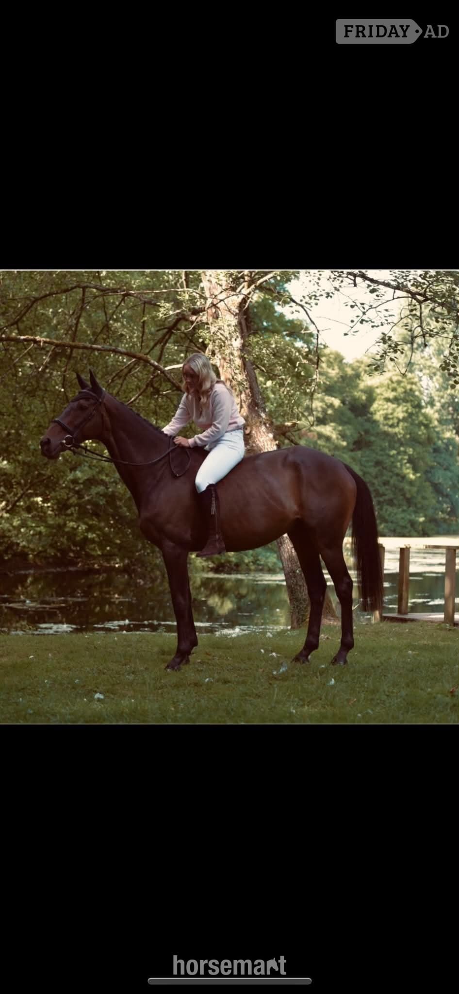 "Mystic" Bay Gelding All Rounder in Crewkerne