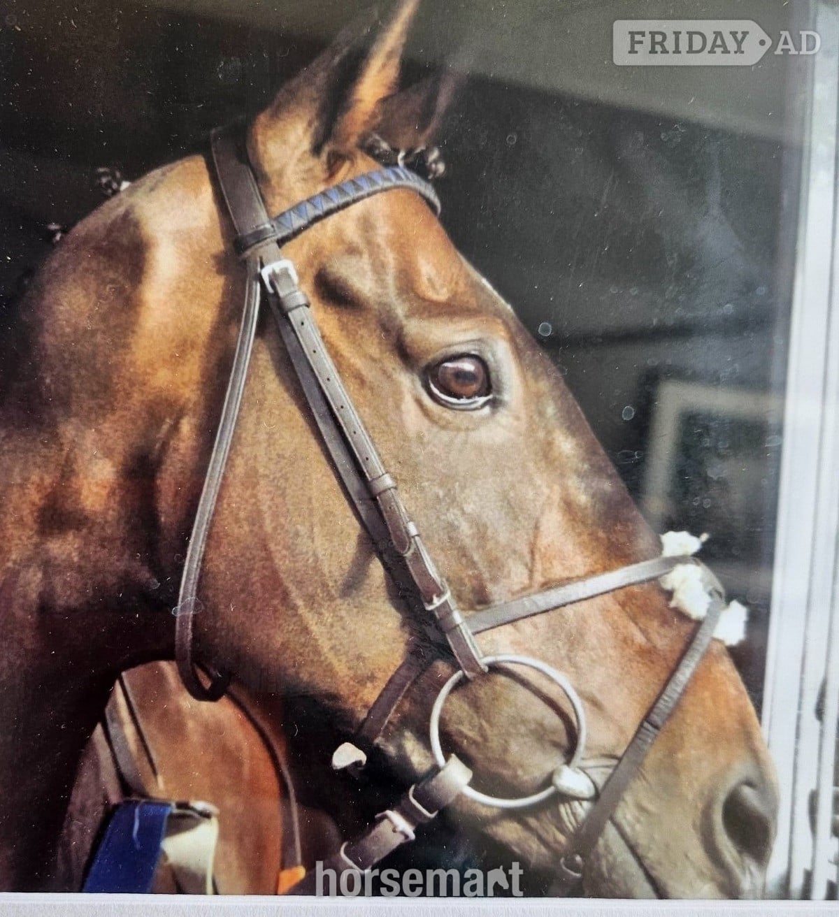 "Mystic" Bay Gelding All Rounder