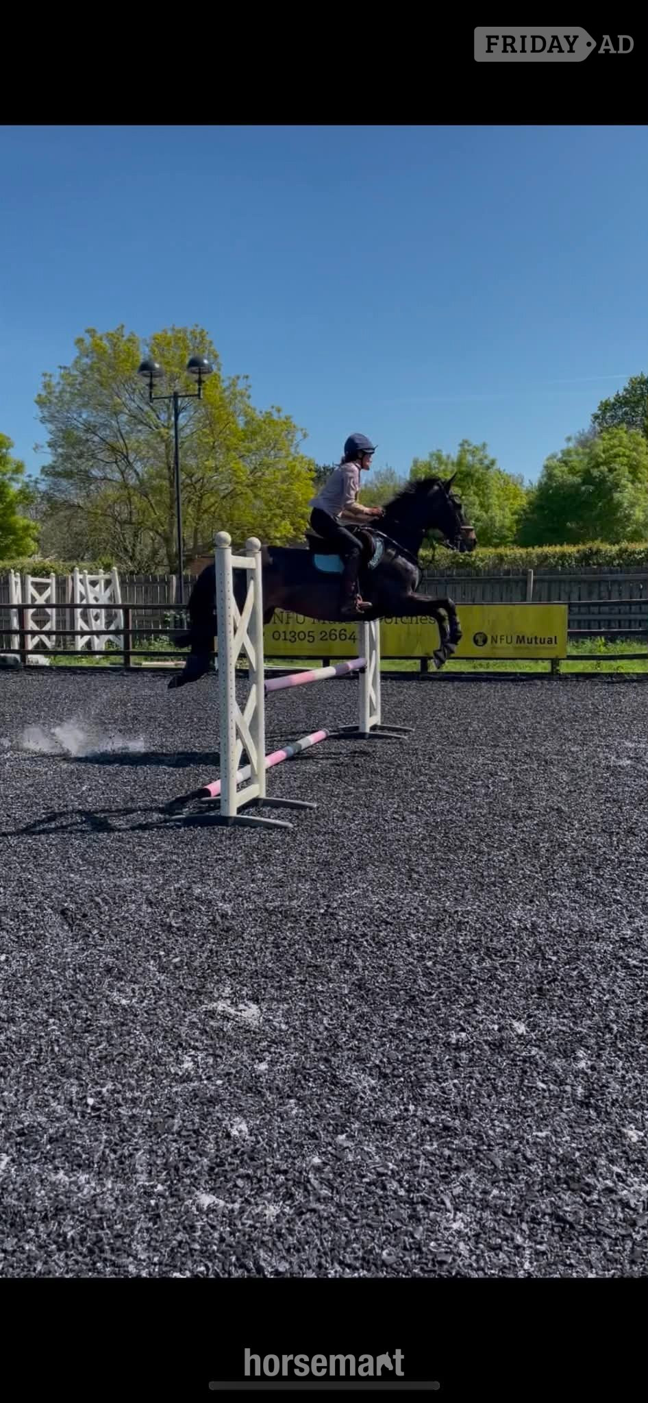 Crewkerne "Mystic" Bay Gelding All Rounder