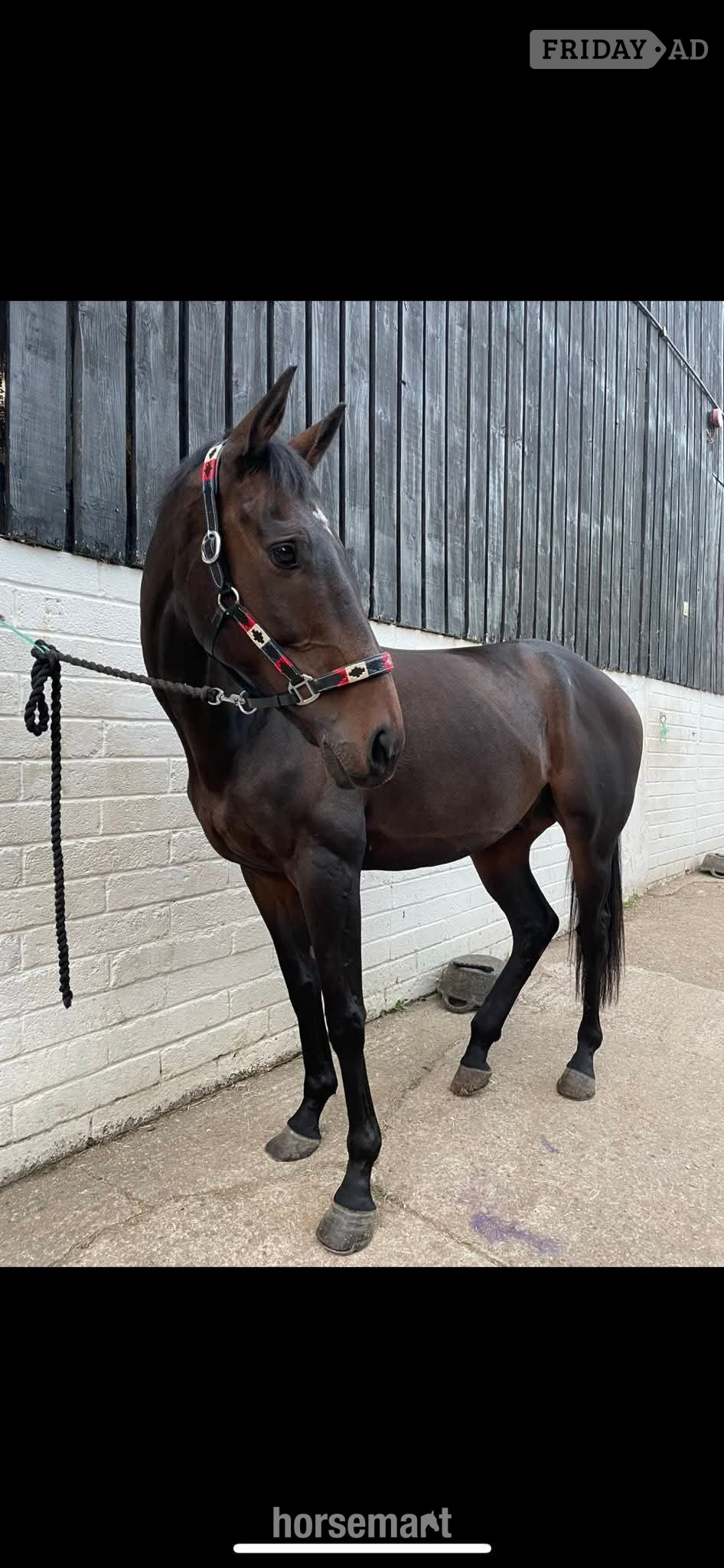 "Mystic" Bay Gelding All Rounder -  in Crewkerne
