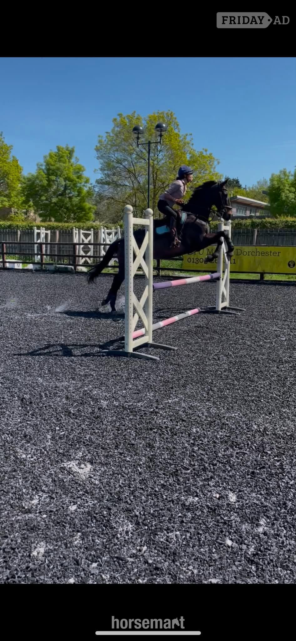 "Mystic" Bay Gelding All Rounder - 