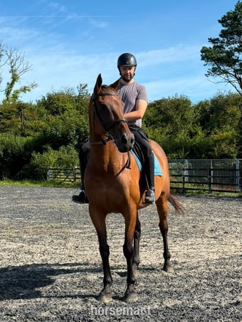 "Fred (Festive Day)" Bay Gelding Ex Racehorse