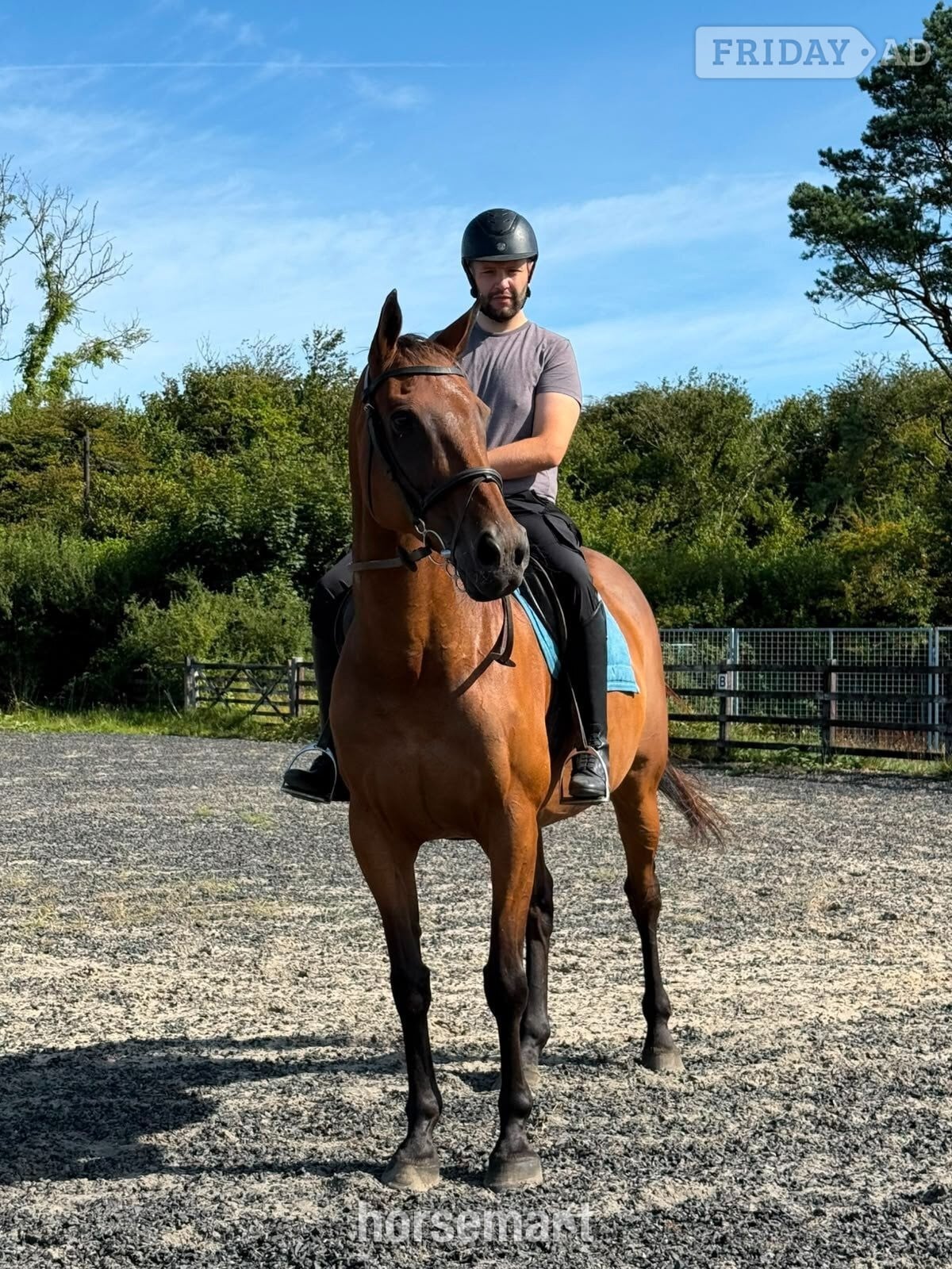 "Fred (Festive Day)" Bay Gelding Ex Racehorse in Swansea