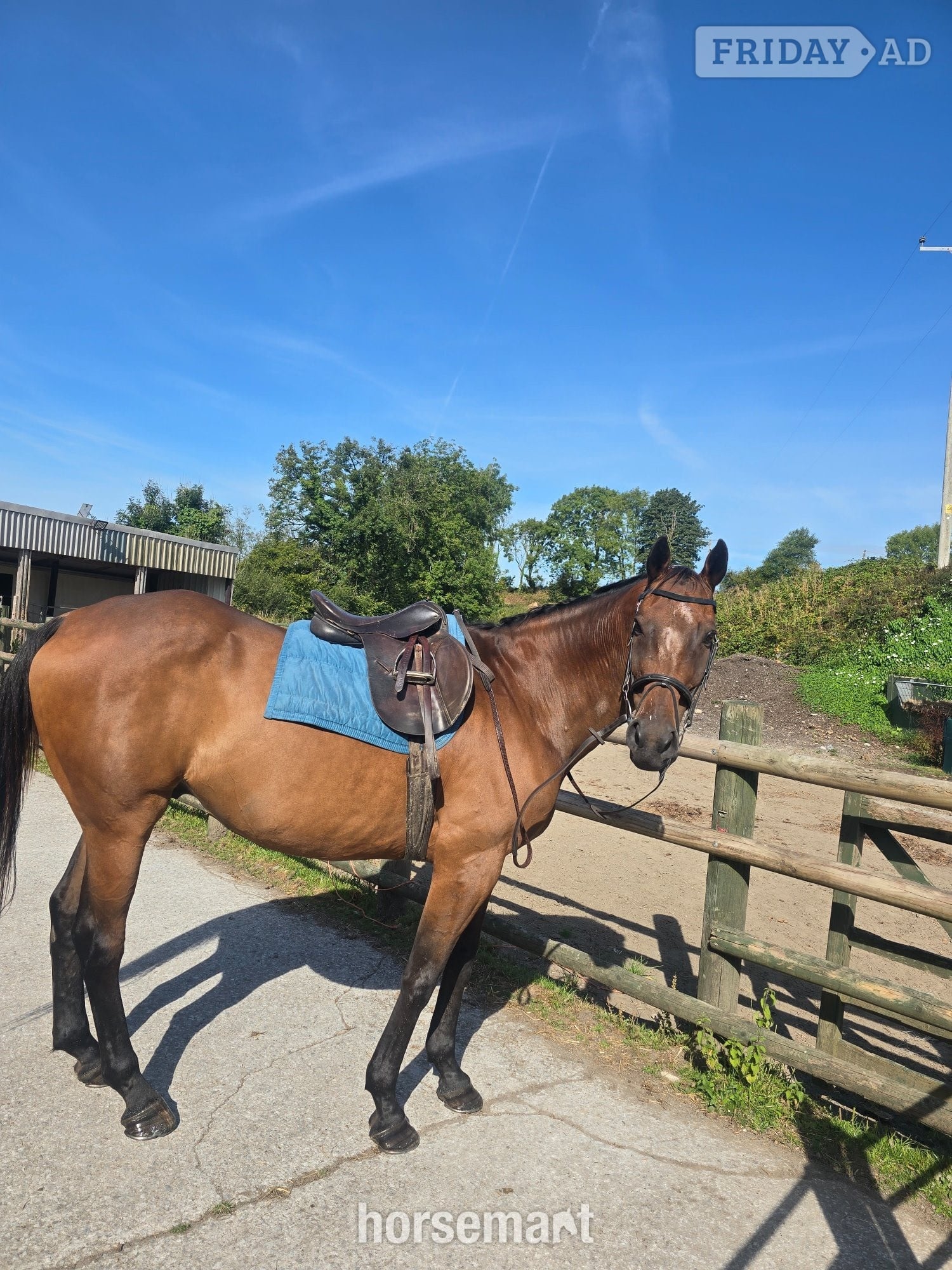 "Fred (Festive Day)" Bay Gelding Ex Racehorse