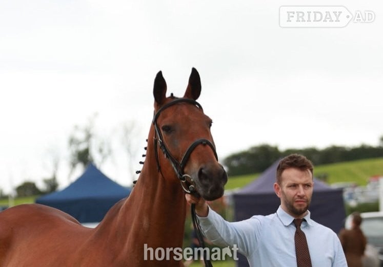Swansea "Fred (Festive Day)" Bay Gelding Ex Racehorse