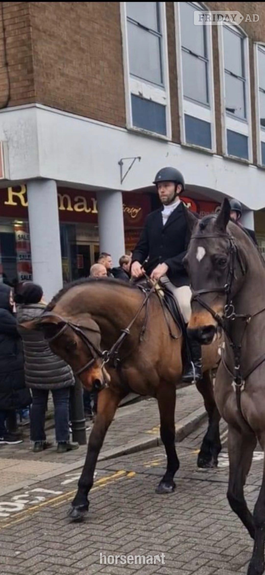 "Fred (Festive Day)" Bay Gelding Ex Racehorse - Horses in Swansea