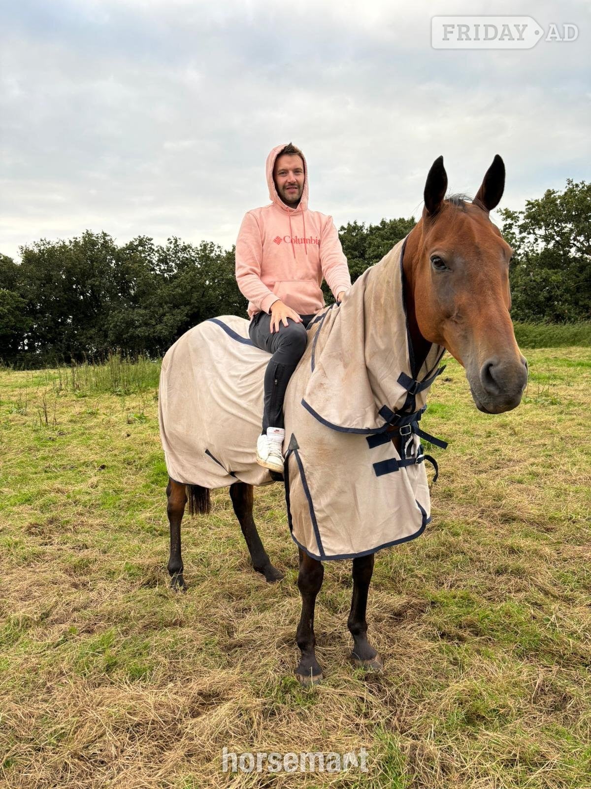 "Fred (Festive Day)" Bay Gelding Ex Racehorse - Horses