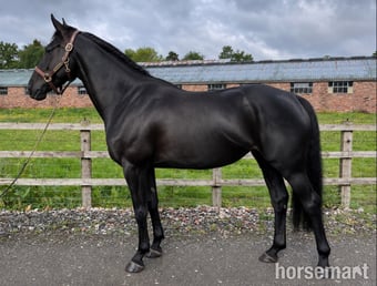"Clonylon Belle " Black Mare All Rounder