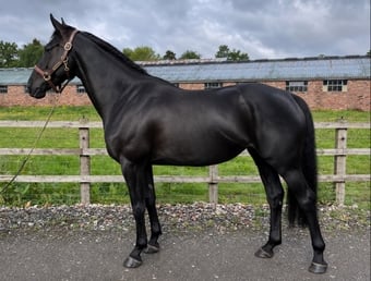 "Clonylon Belle " Black Mare All Rounder