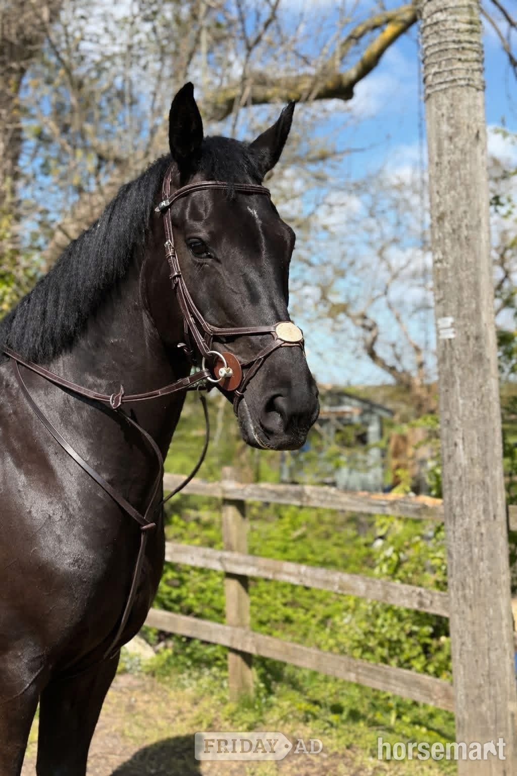 Tarporley "Clonylon Belle " Black Mare All Rounder