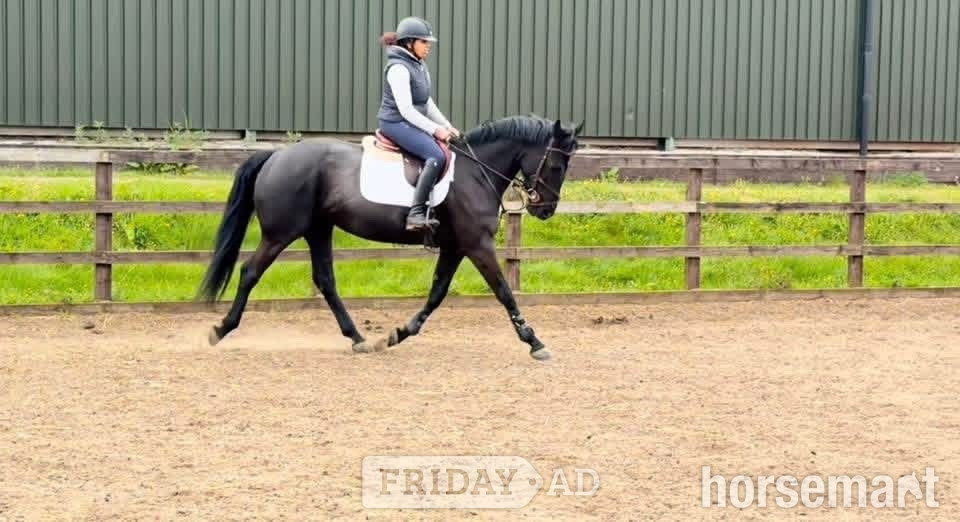 "Clonylon Belle " Black Mare All Rounder -  in Tarporley