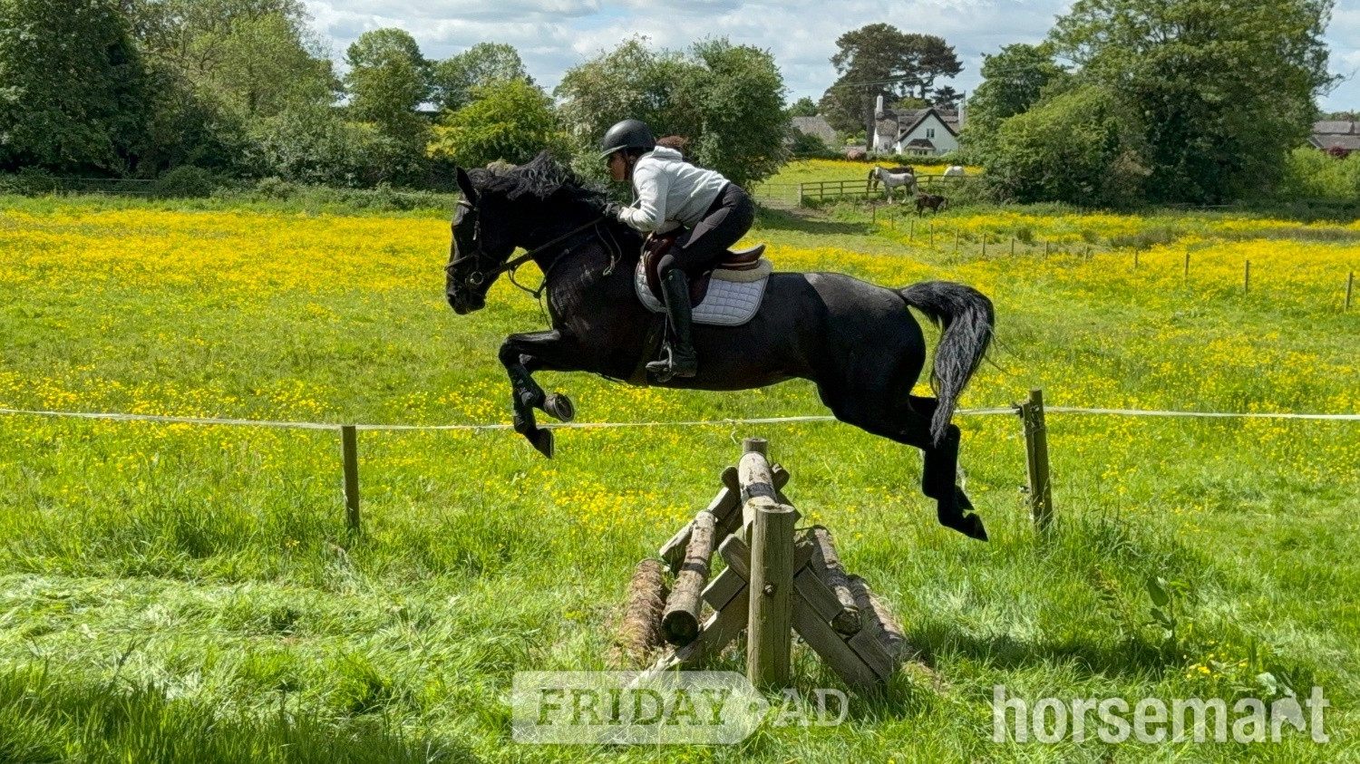 "Clonylon Belle " Black Mare All Rounder