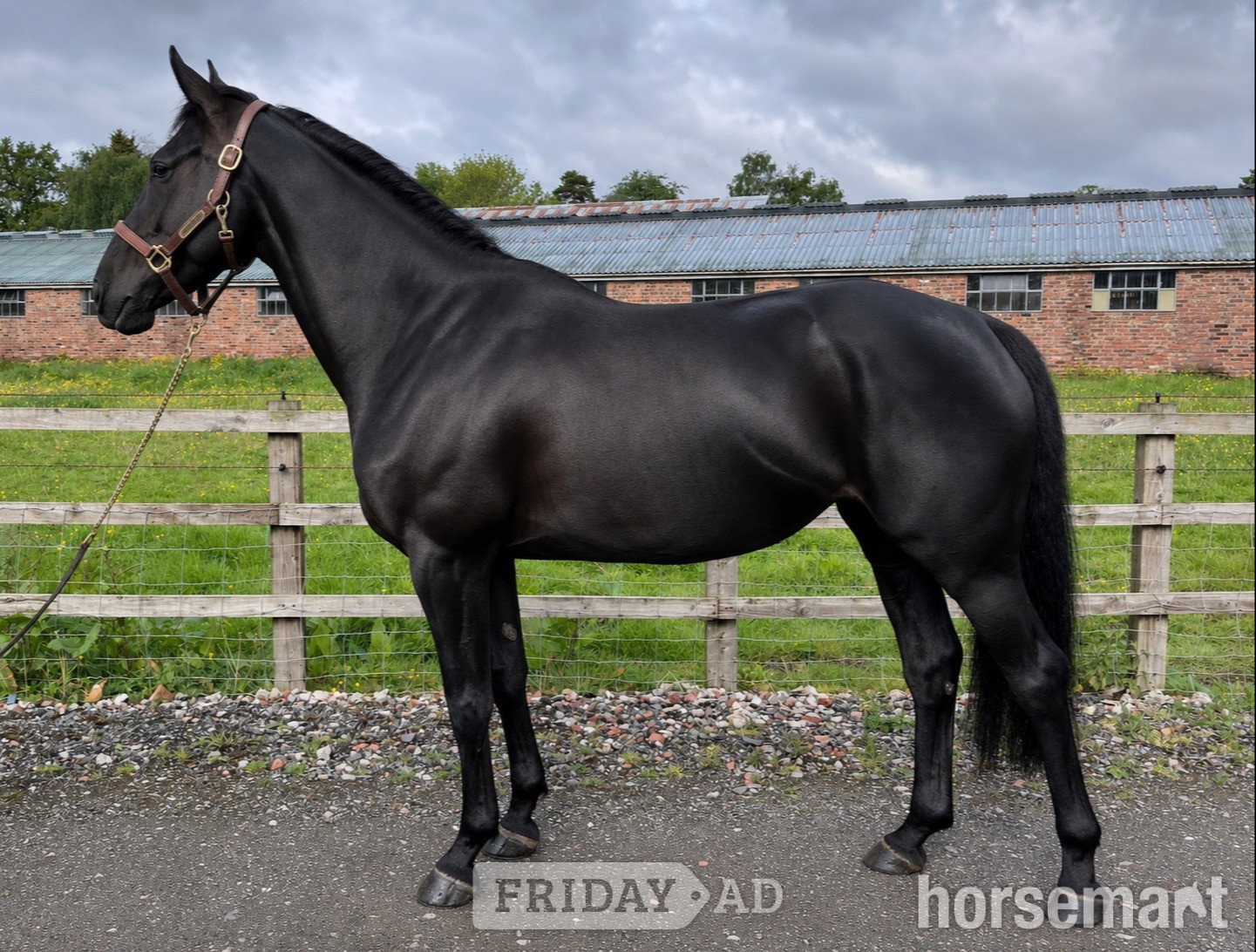 "Clonylon Belle " Black Mare All Rounder in Tarporley