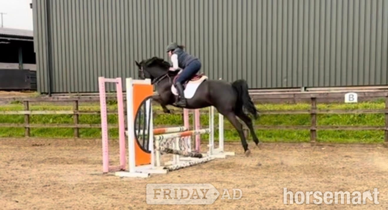 "Clonylon Belle " Black Mare All Rounder - 