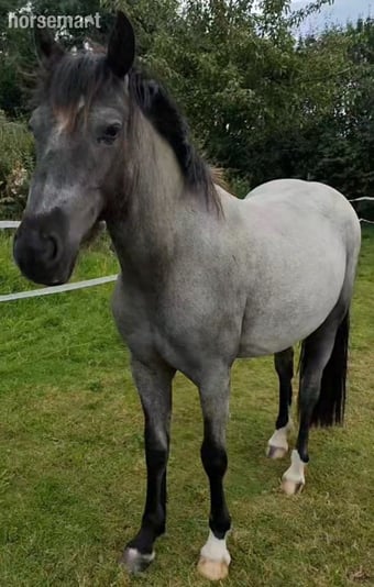 "Venus" Blue Roan Mare Pony Club Pony