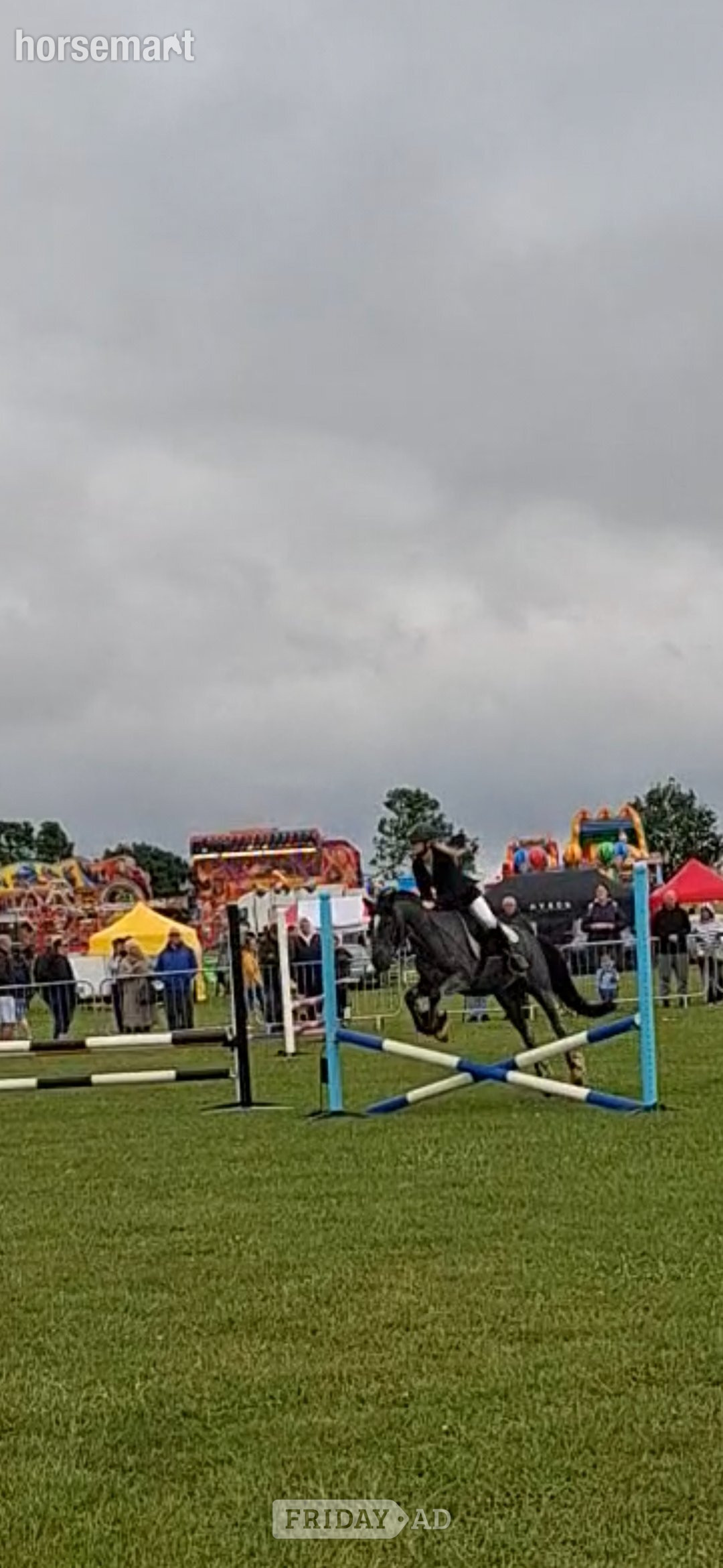 "Venus" Blue Roan Mare Pony Club Pony - Horses