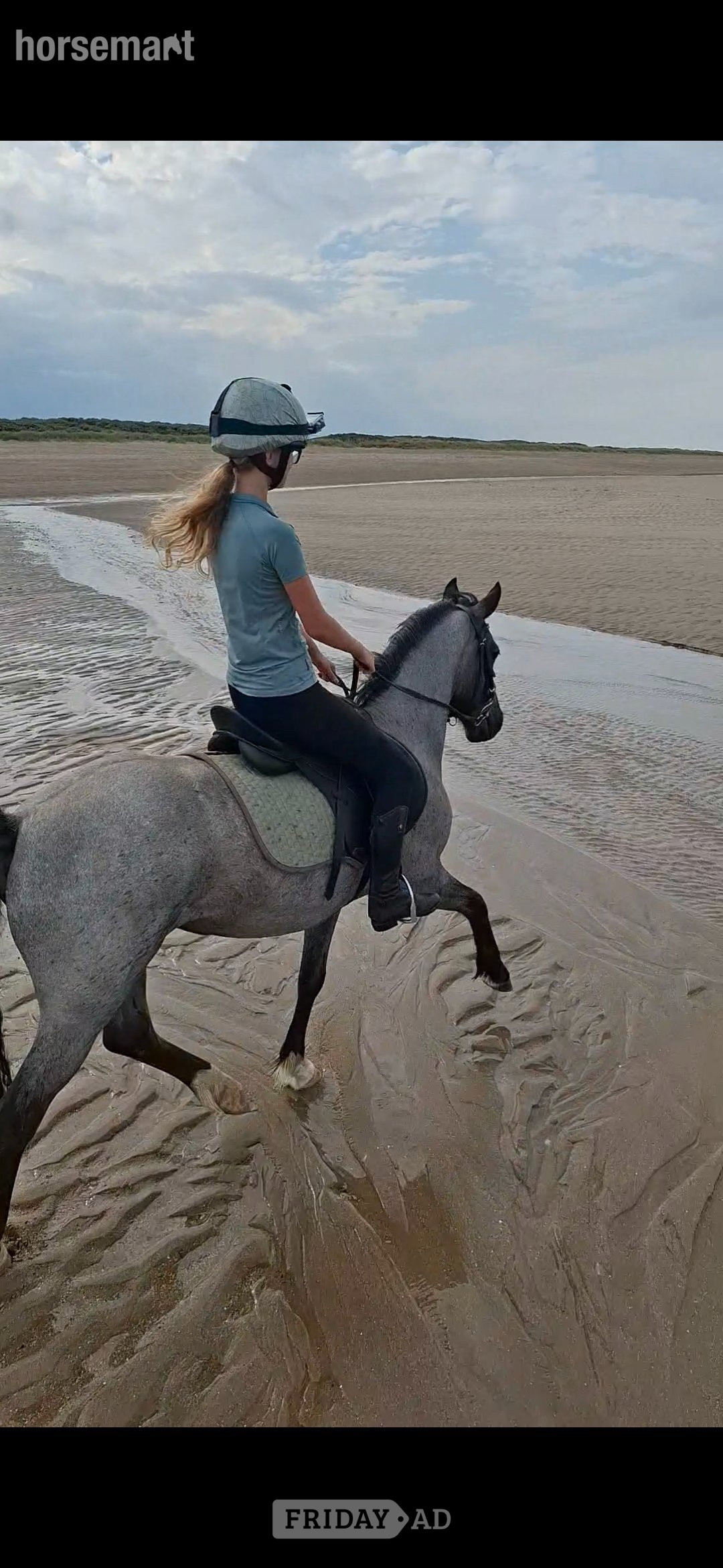 Scawby "Venus" Blue Roan Mare Pony Club Pony