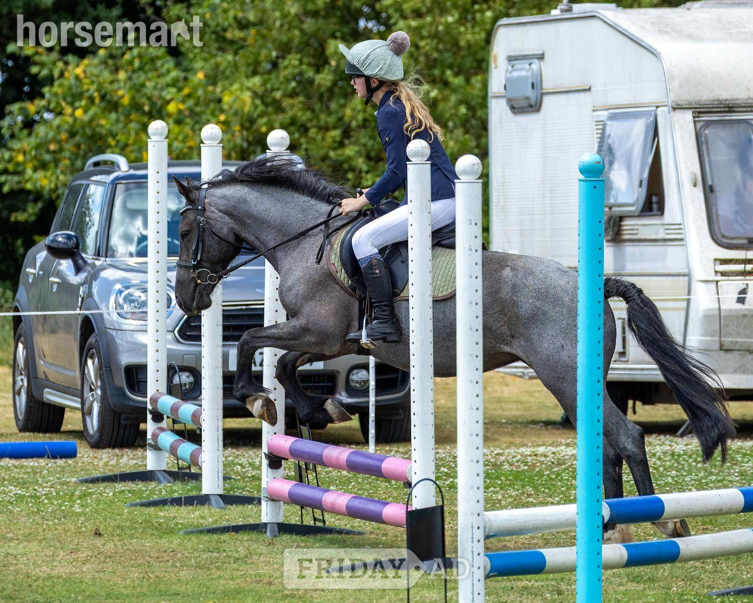 "Venus" Blue Roan Mare Pony Club Pony