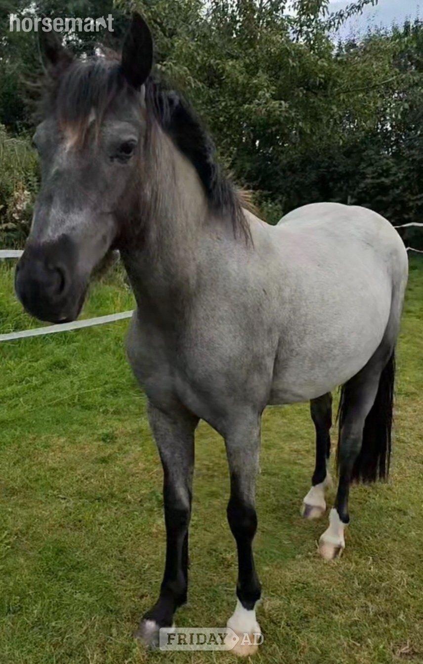 "Venus" Blue Roan Mare Pony Club Pony in Scawby