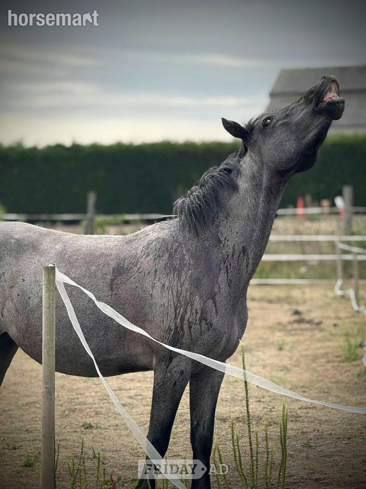 "Venus" Blue Roan Mare Pony Club Pony - Horses in Scawby