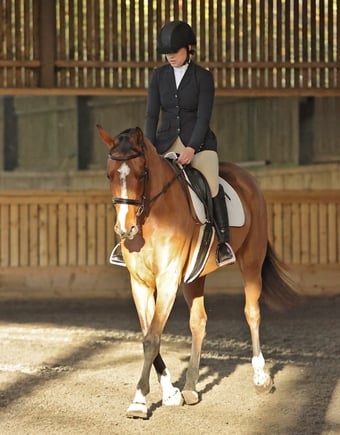 "Ritual De Le’equipe" Bay Mare All Rounder