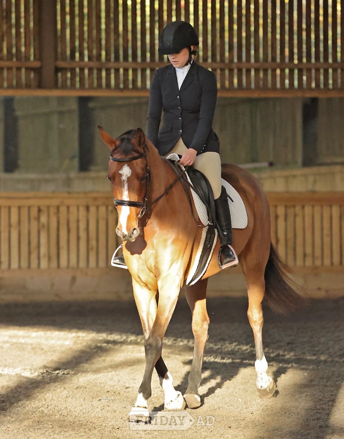 "Ritual De Le’equipe" Bay Mare All Rounder in Nottingham