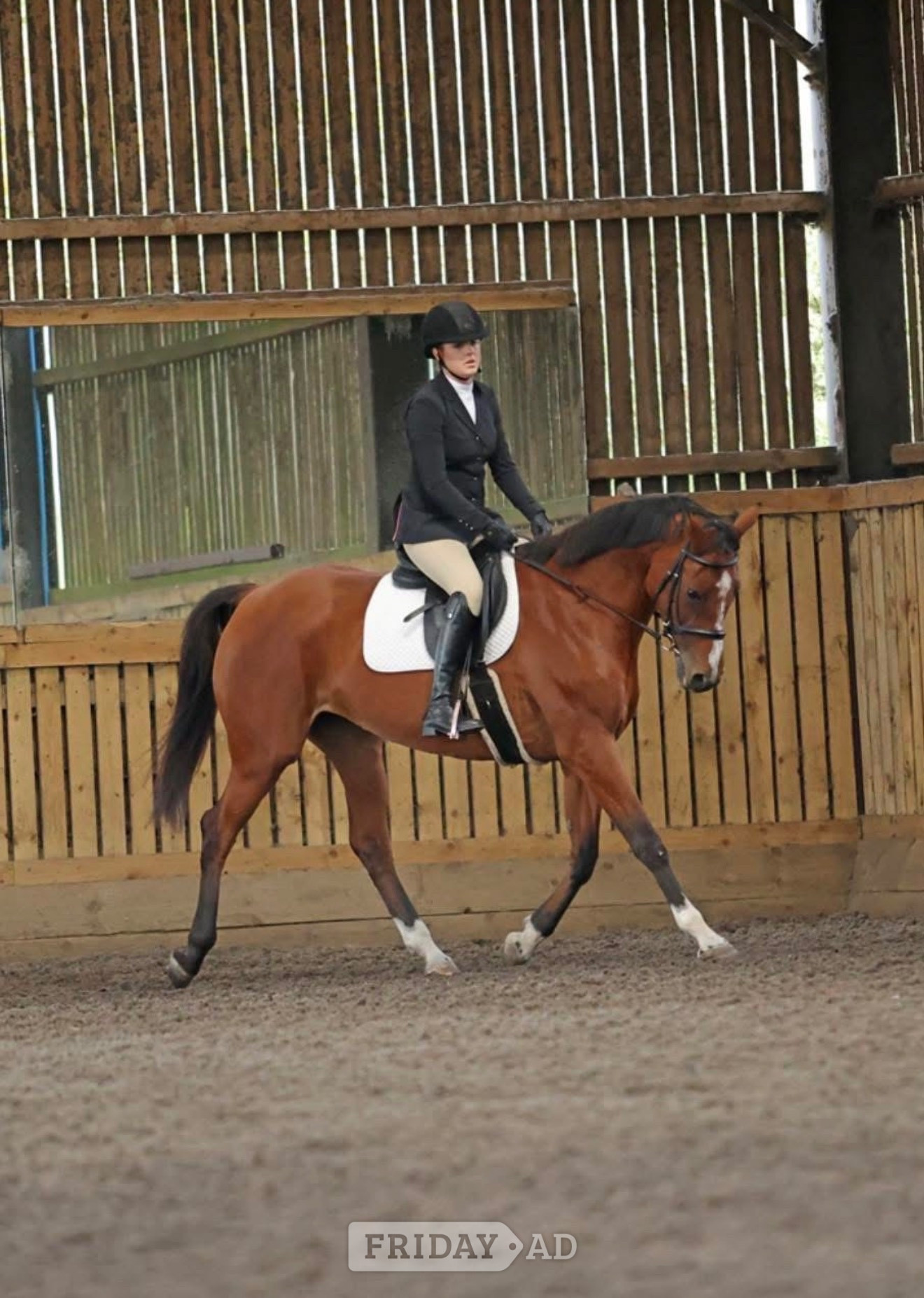 "Ritual De Le’equipe" Bay Mare All Rounder