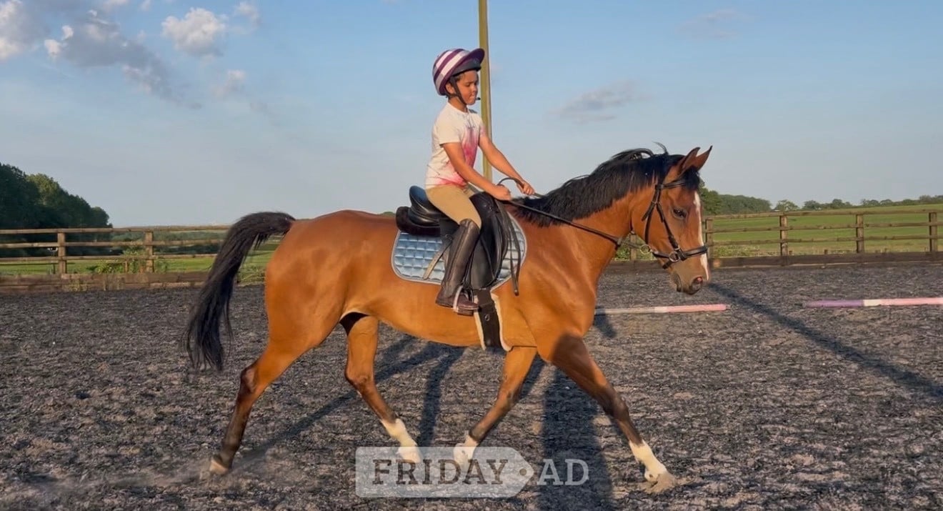 "Ritual De Le’equipe" Bay Mare All Rounder - Horses in Nottingham