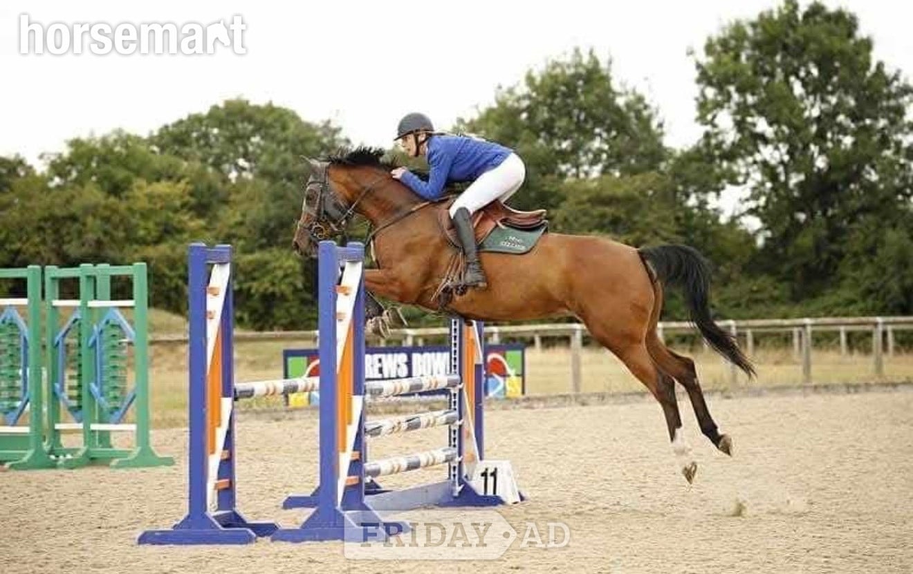 "Ritual De Le’equipe" Bay Mare All Rounder - Horses
