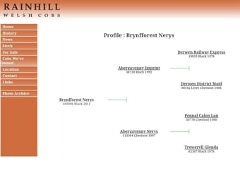 "Brynfforest Nerys" Dark Bay Mare All Rounder