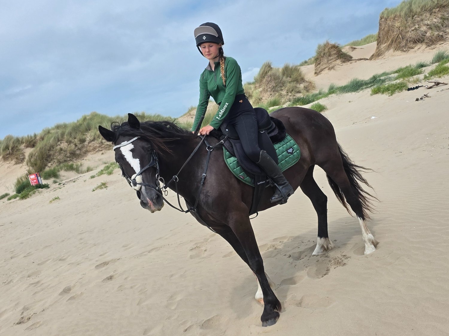 "Brynfforest Nerys" Dark Bay Mare All Rounder