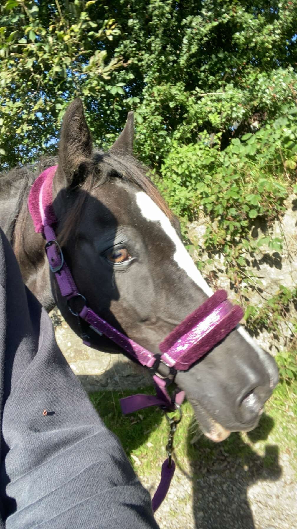 Merthyr Tydfil "Brynfforest Nerys" Dark Bay Mare All Rounder