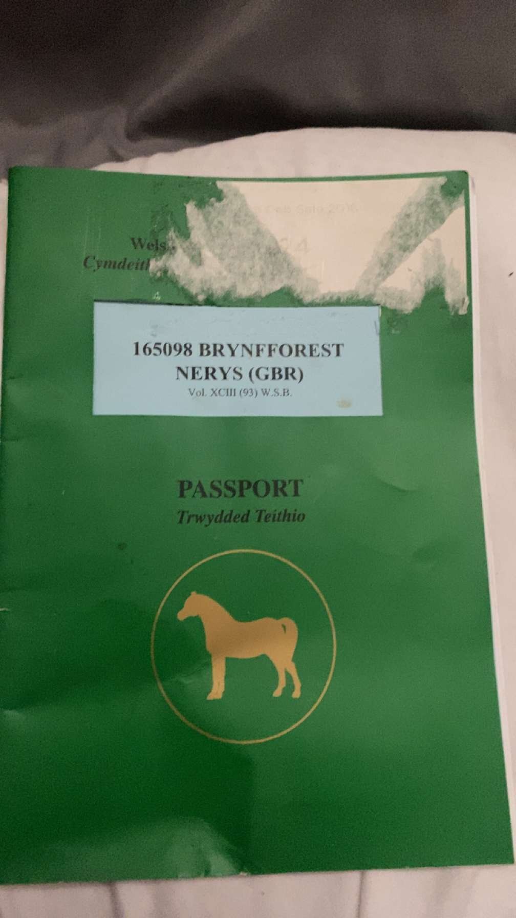 "Brynfforest Nerys" Dark Bay Mare All Rounder - Horses in Merthyr Tydfil