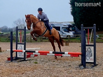 "Capri" Chestnut Mare Eventer