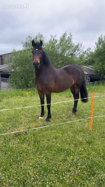 "Maesmynach Locket (Figgy)" Dark Bay Mare Project Horse