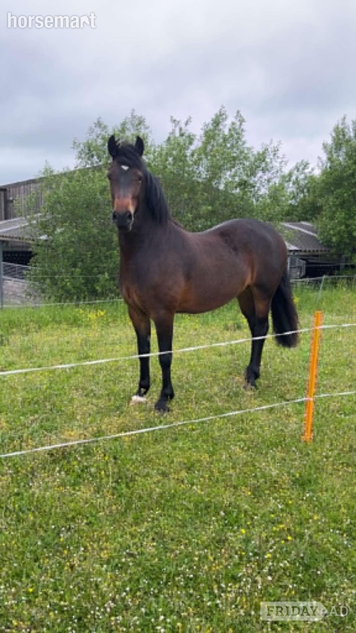 "Maesmynach Locket (Figgy)" Dark Bay Mare Project Horse in Birdlip