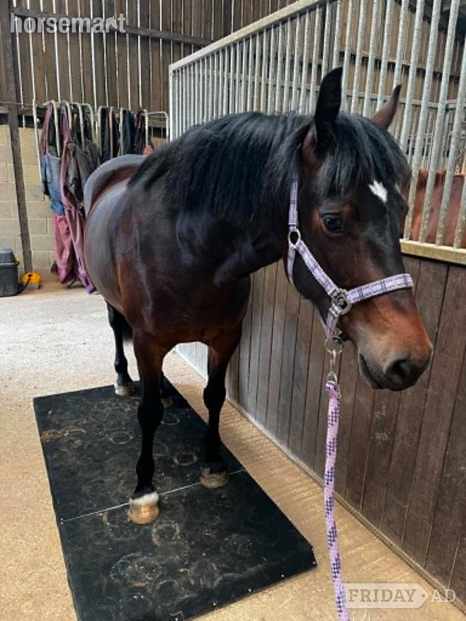 "Maesmynach Locket (Figgy)" Dark Bay Mare Project Horse - Horses in Birdlip