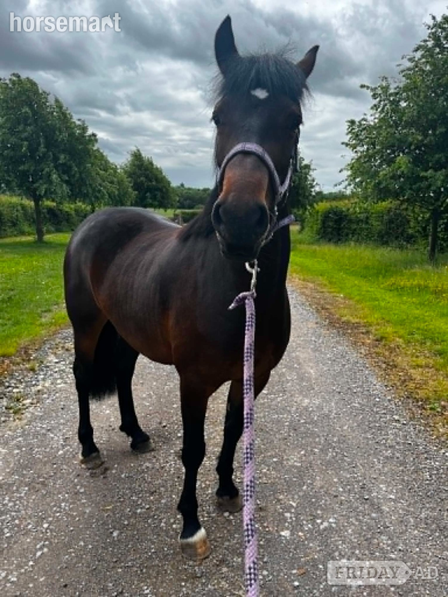 "Maesmynach Locket (Figgy)" Dark Bay Mare Project Horse