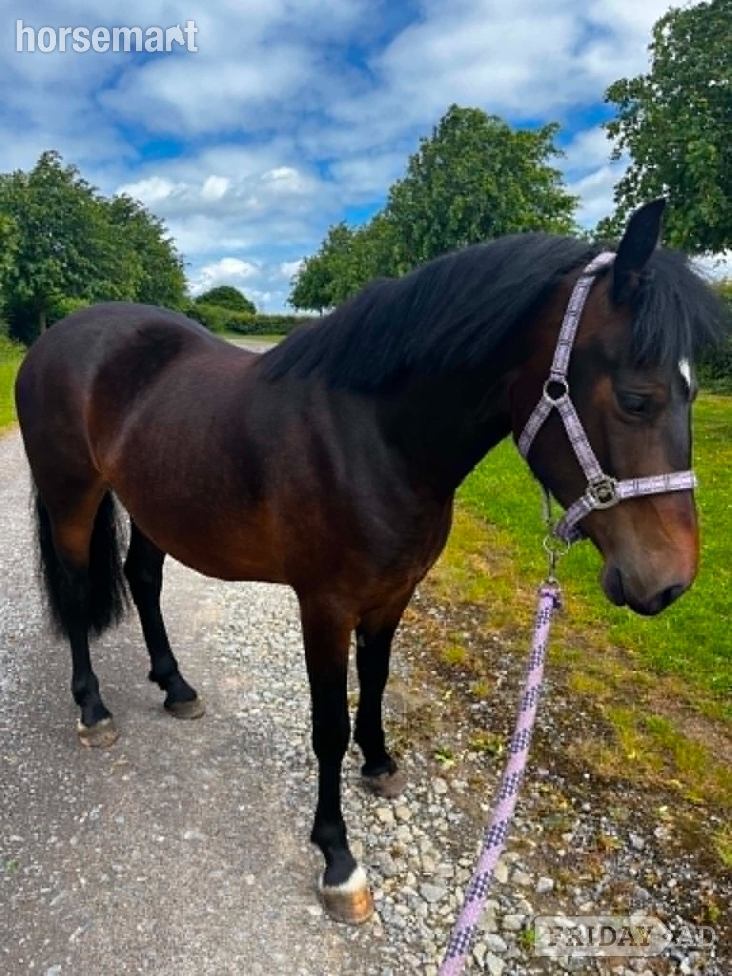 Birdlip "Maesmynach Locket (Figgy)" Dark Bay Mare Project Horse