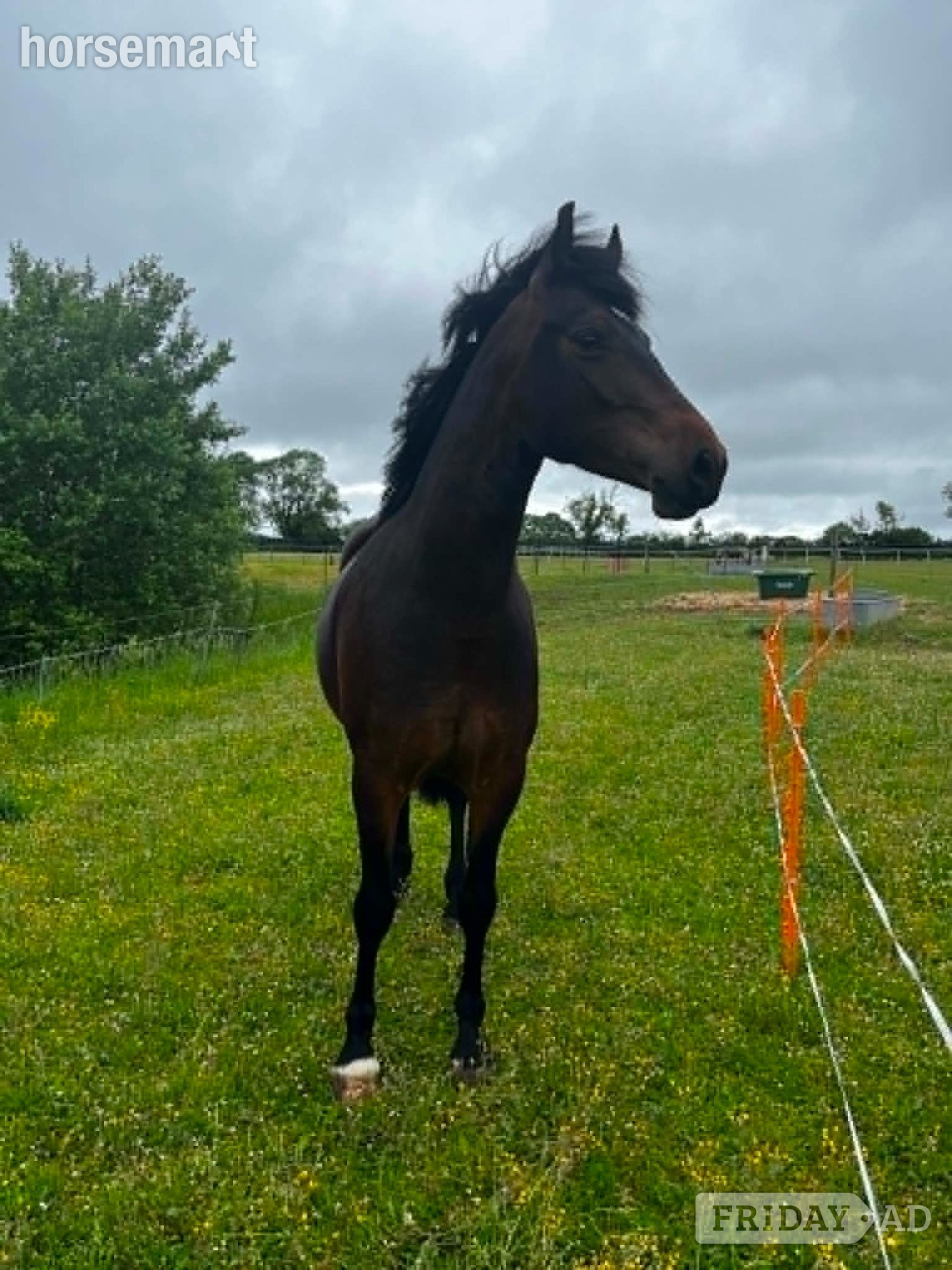 "Maesmynach Locket (Figgy)" Dark Bay Mare Project Horse - Horses