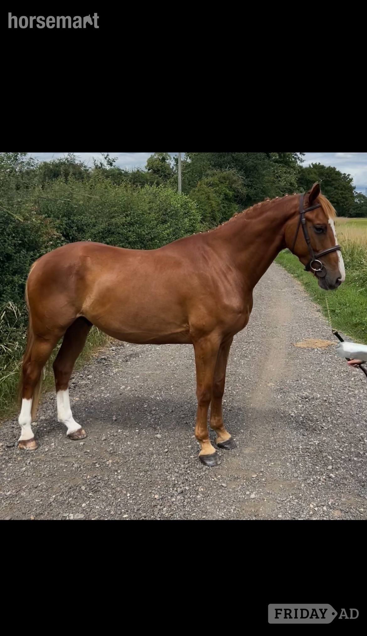 "Victor " Chestnut Gelding Show Jumper in Worcester