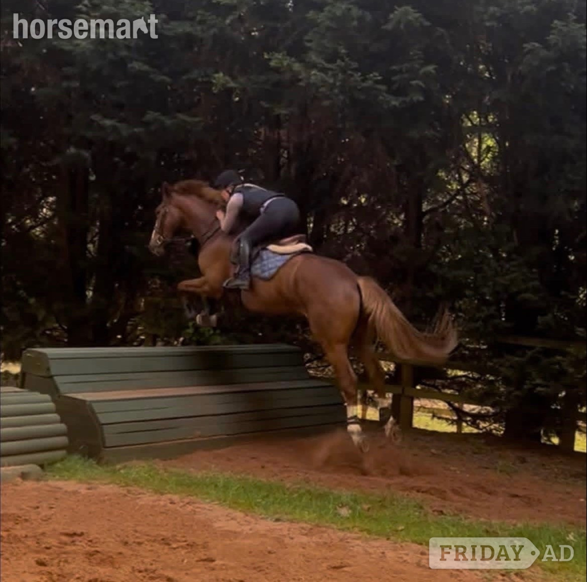 "Victor " Chestnut Gelding Show Jumper