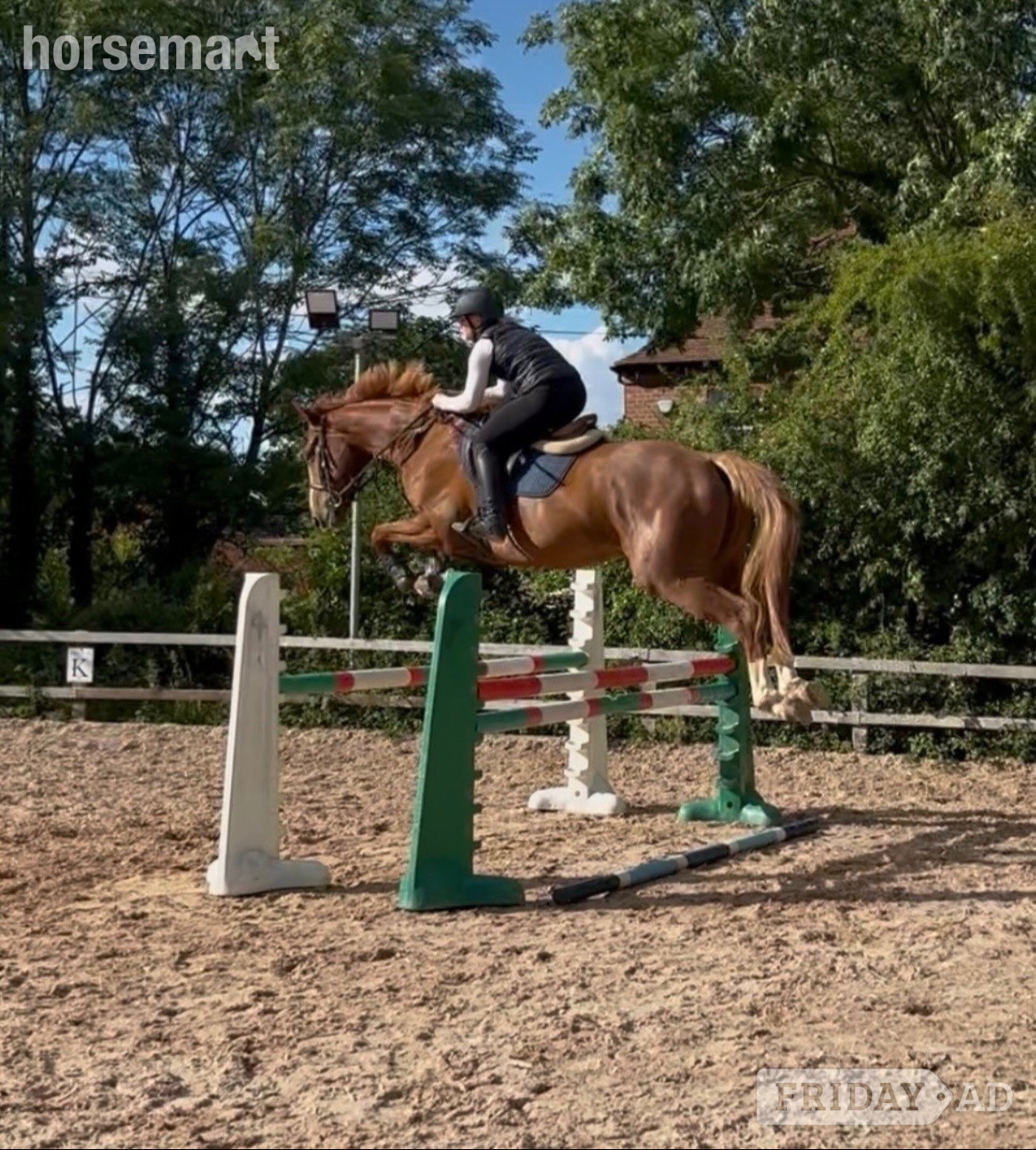 Worcester "Victor " Chestnut Gelding Show Jumper